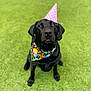 animal, bandana, black_labrador, canine, celebration, colorful, cute, dog, domestic_animal, festive, green_grass, happy, looking_up, nature, outdoor, party_hat, pet, portrait, sitting, summer
