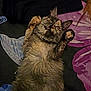 Loki is registered to the contest to win money with this photo: cat, tortoiseshell, fluffy, pet, lying_down, raised_paws, curious, indoor, fabric, patterned, purple, black_clothing, fur, whiskers, collar, relaxed, cute, animal, domestic, closeup