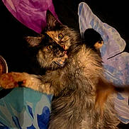 Loki joined the competition — help win amazing prizes! cat, tortoiseshell, fluffy, pet, animal, playful, curious, reaching, paw, blanket, colorful, fur, whiskers, eyes, indoor, collar, cute, mammal, portrait, relaxed
