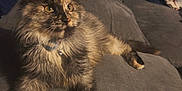 Loki joined the competition — help win amazing prizes! cat, tortoiseshell_cat, couch, pillow, indoor, pet, furniture, relaxing, fluffy, collar, bell, patterned_pillow, smiling_face_pillow, cozy, domestic_animal, fur, whiskers, alert, seated, home