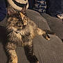 Loki joined the competition — help win amazing prizes! cat, tortoiseshell_cat, couch, pillow, indoor, pet, furniture, relaxing, fluffy, collar, bell, patterned_pillow, smiling_face_pillow, cozy, domestic_animal, fur, whiskers, alert, seated, home