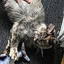 animal, carpet, cat, claw, cute, domestic, eyes, fish_toy, floor, fluffy, fur, hand, indoor, paw, pet, playful, resting, tortoiseshell, toy, whiskers