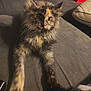 Loki is registered to the contest to win money with this photo: cat, tortoiseshell, fluffy, pet, indoor, couch, furniture, collar, paws, whiskers, eyes, curious, stretching, fur, domestic, mammal, animal, cozy, relaxed, home