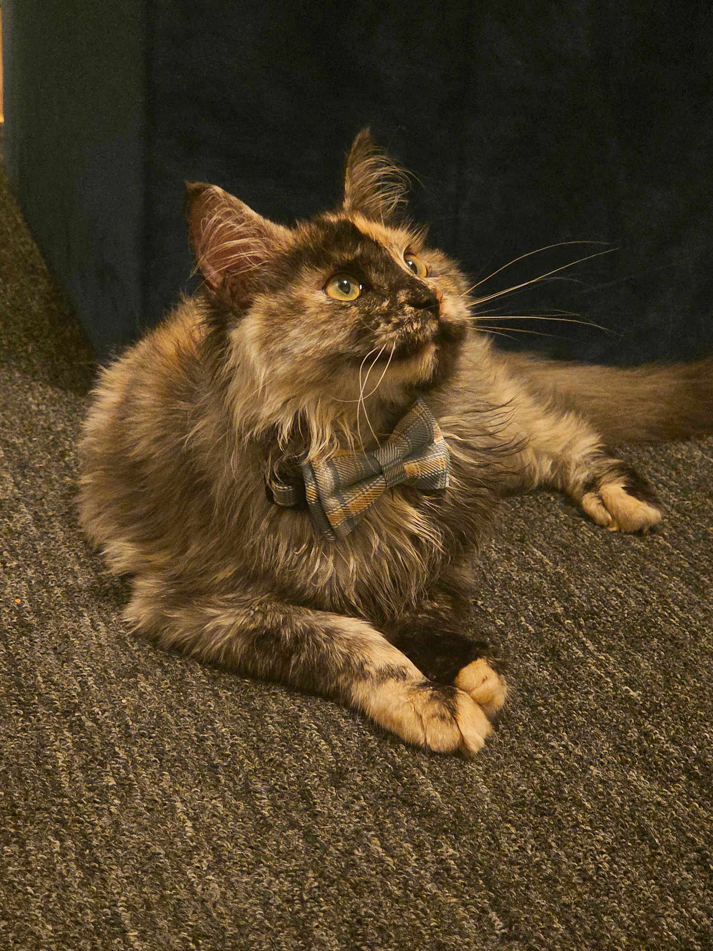 Loki