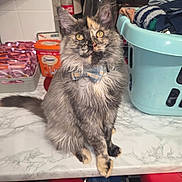 Loki joined the competition — help win amazing prizes! bow_tie, cat, container, cute, domestic_animal, feline, household_items, indoor, kitchen, laundry_basket, long_fur, marble_countertop, multicolor_fur, orange_eyes, pet, plastic_basket, portrait, sitting, still_life, table