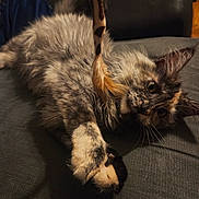 Loki is registered to the contest to win money with this photo: cat, fluffy, feather_toy, paws, playful, curious_eyes, indoor, fabric_surface, pet, animal, feline, whiskers, relaxed, closeup, domestic_cat, tabby, striped, soft_fur, shadow, warm_lighting