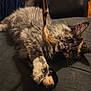 Loki is registered to the contest to win money with this photo: cat, fluffy, feather_toy, paws, playful, curious_eyes, indoor, fabric_surface, pet, animal, feline, whiskers, relaxed, closeup, domestic_cat, tabby, striped, soft_fur, shadow, warm_lighting
