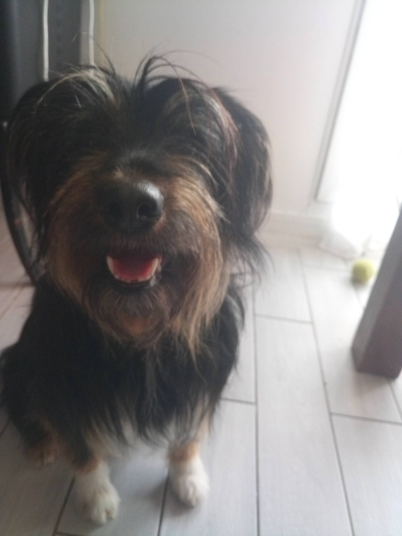 Bijoux participe au concours pour gagner de l'argent avec cette photo : biewer_terrier, canidae, carnivore, catalan_sheepdog, cockapoo, companion_dog, dog, dog_breed, flooring, fur, liver, non_sporting_group, poodle_crossbreed, shih_poo, small_terrier, snout, sporting_group, terrier, toy_dog, working_animal