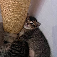 Chunk joined the competition — help win amazing prizes! kitten, cat, tabby, sleeping, scratching_post, feline, fur, cute, pet, animal, indoor, close_up, cozy, resting, whiskers, paw, young, small, adorable, companion