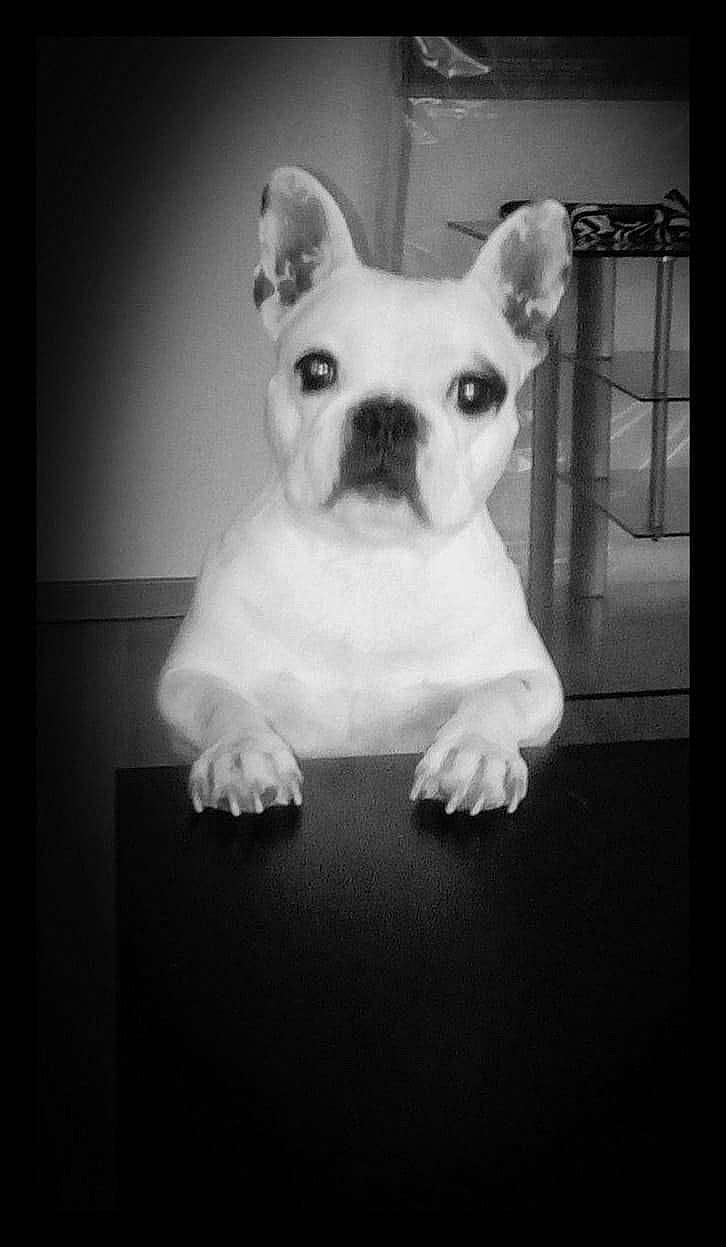 Capone a rejoint le concours — aidez-le/la à gagner de superbes lots ! canidae, carnivore, comfort, companion_dog, dog, dog_breed, fawn, felidae, font, fur, head, monochrome, monochrome_photography, snout, sporting_group, terrestrial_animal, terrier, toy_dog, whiskers, working_animal