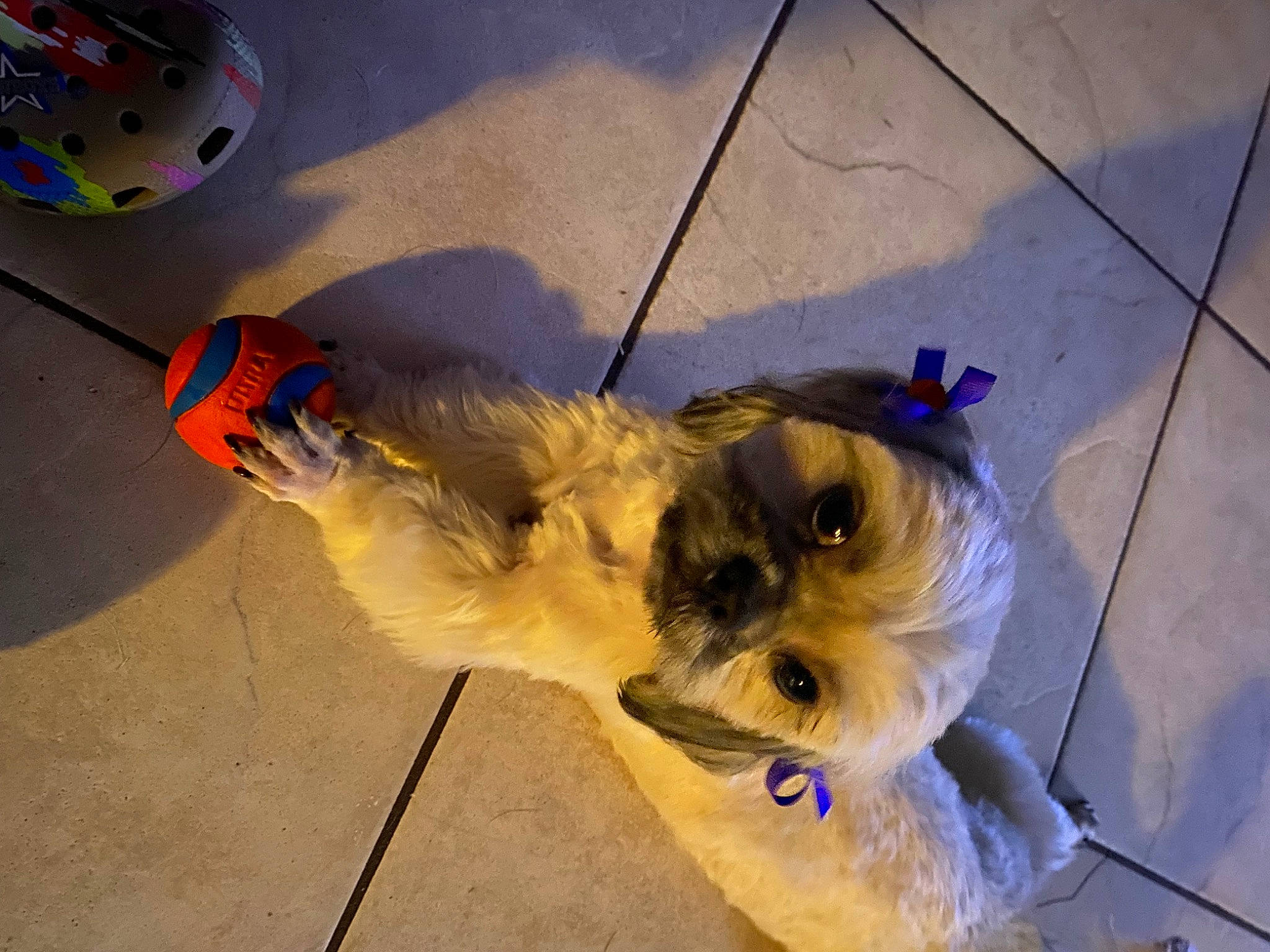 Lulu joined the competition — help win amazing prizes! canidae, carnivore, companion_dog, dog, dog_breed, dog_supply, electric_blue, fawn, flooring, fur, non_sporting_group, paw, personal_protective_equipment, pet_supply, small_terrier, snout, sporting_group, toy_dog, whiskers, working_animal