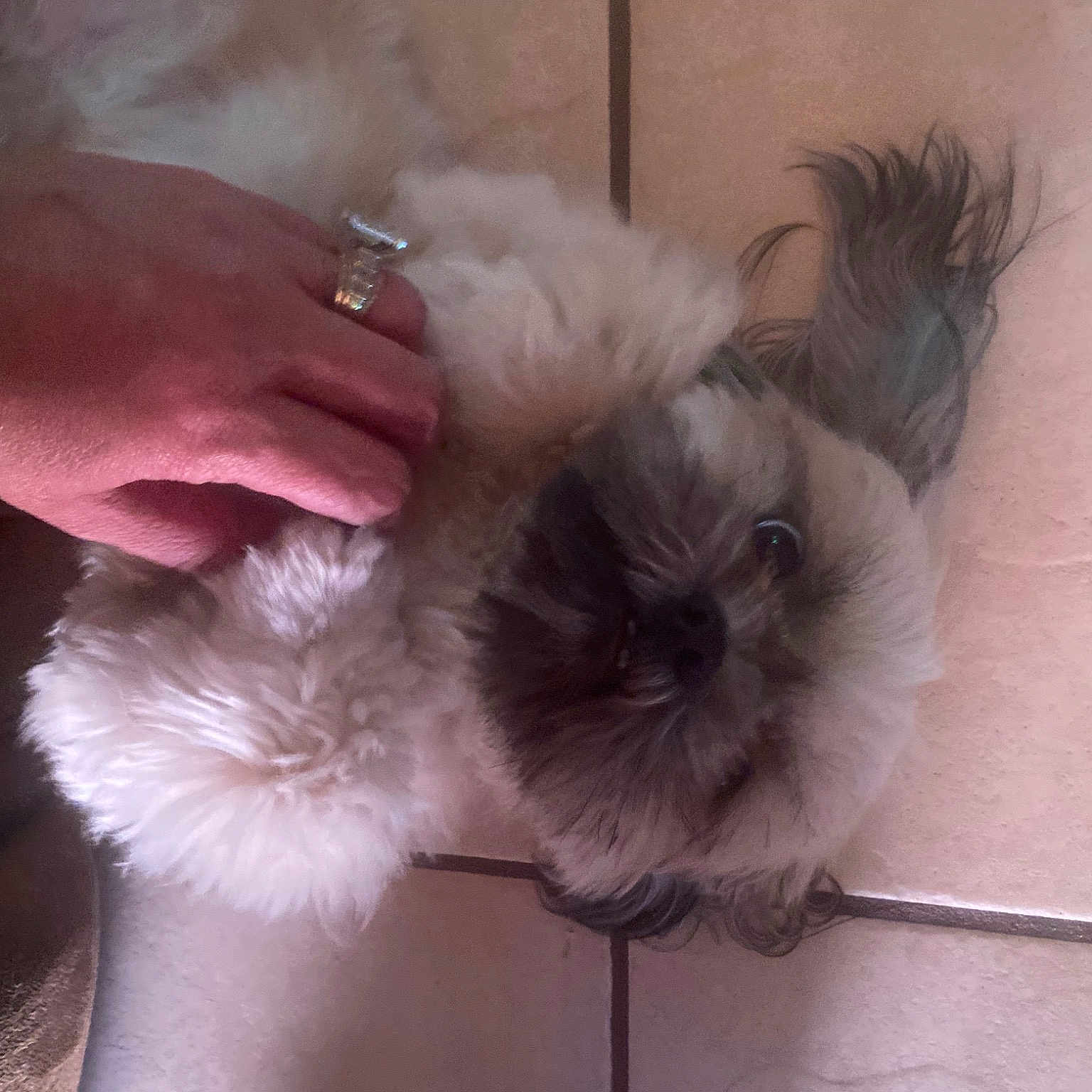 Lulu joined the competition — help win amazing prizes! analog_watch, body_jewelry, carnivore, clock, companion_dog, dog_breed, fawn, felidae, fur, jewellery, liver, snout, tail, toy_dog, watch, whiskers, wrist