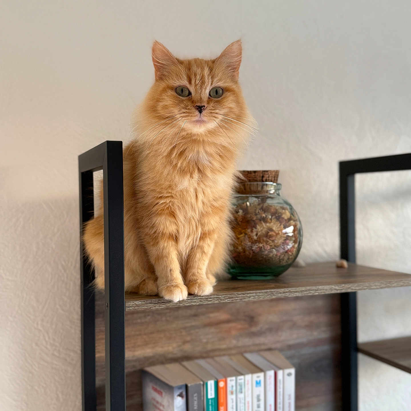 Praline participe au concours pour gagner de l'argent avec cette photo : animal, books, calm, cat, cozy, curious, decor, dried_flowers, fluffy, furniture, ginger_cat, home, indoor, jar, metal_frame, pet, portrait, shelf, sitting, wood