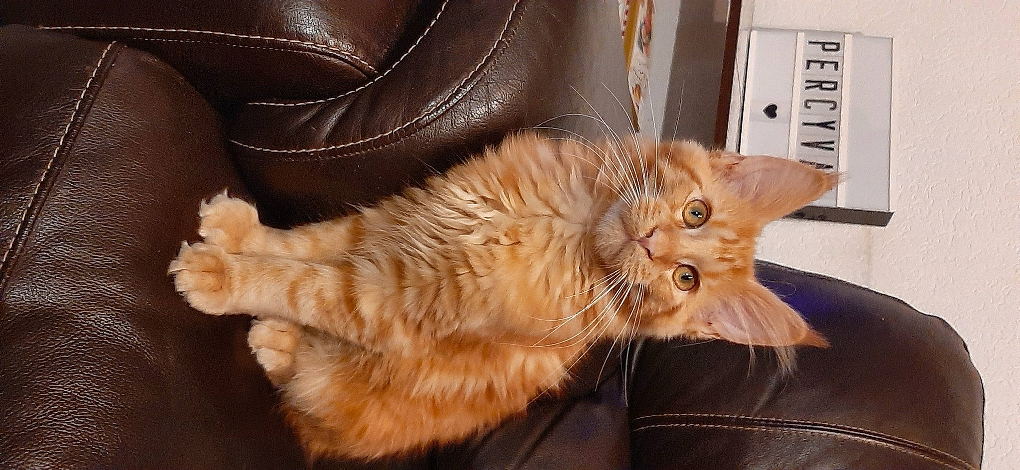 Percyval participe au concours pour gagner de l'argent avec cette photo : brown, carnivore, cat, claw, comfort, fawn, felidae, fur, leather, liver, paw, small_to_medium_sized_cats, snout, tail, tan, terrestrial_animal, vertebrate, whiskers