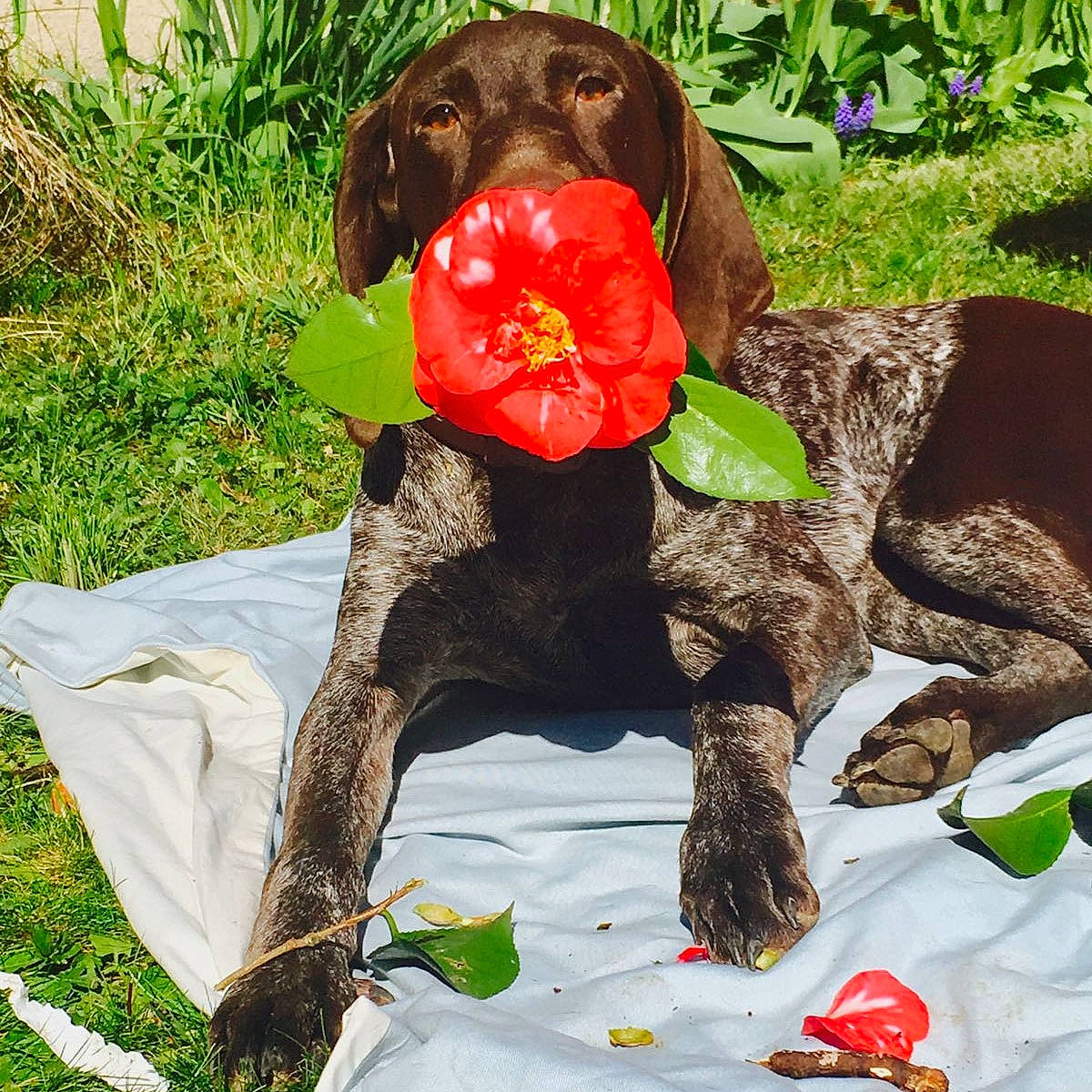 Marvel participe au concours pour gagner de l'argent avec cette photo : canidae, carmine, carnivore, collar, companion_dog, dog, dog_breed, dog_collar, dog_supply, fashion_accessory, flower, grass, gun_dog, hat, liver, petal, plant, sporting_group, tail, working_animal