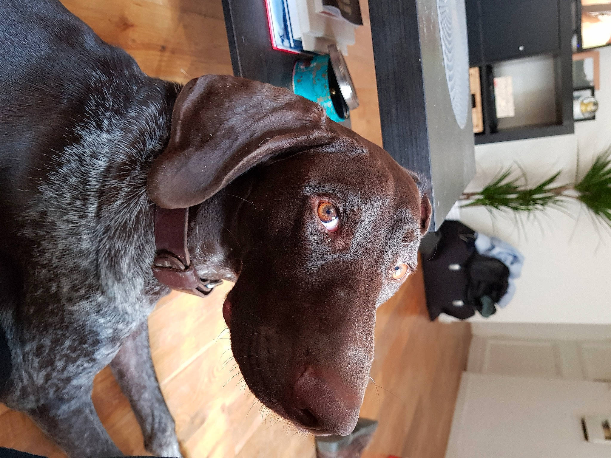 Marvel a rejoint le concours — aidez-le/la à gagner de superbes lots ! borador, canidae, carnivore, collar, companion_dog, dog, dog_breed, dog_collar, ear, fawn, flowerpot, fur, houseplant, liver, pet_supply, plant, snout, sporting_group, whiskers, working_animal