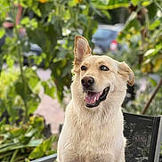 Talia a rejoint le concours — aidez-le/la à gagner de superbes lots ! dog, canine, pet, outdoor, garden, plants, sunflowers, heterochromia, chair, happy, smiling, fur, animal, nature, greenery, sitting, portrait, daylight, ears, tongue