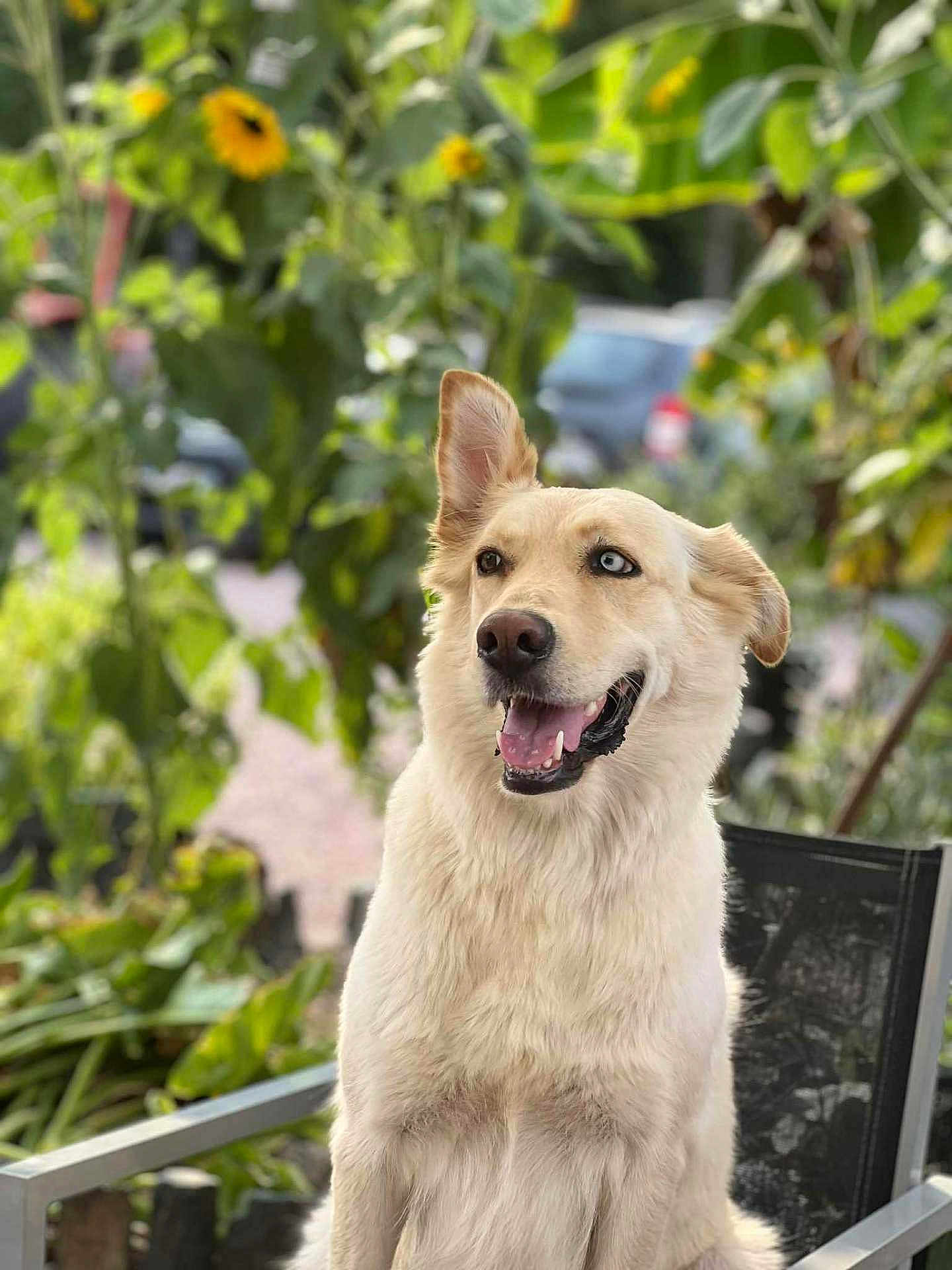 Talia a rejoint le concours — aidez-le/la à gagner de superbes lots ! dog, canine, pet, outdoor, garden, plants, sunflowers, heterochromia, chair, happy, smiling, fur, animal, nature, greenery, sitting, portrait, daylight, ears, tongue