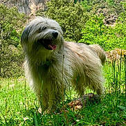 Mario participe au concours pour gagner de l'argent avec cette photo : animal, canine, dog, fur, grass, greenery, happy, landscape, meadow, nature, outdoor, panting, pets, playful, rocky_cliffs, shaggy_coat, summer, sunshine, trees, wildflowers