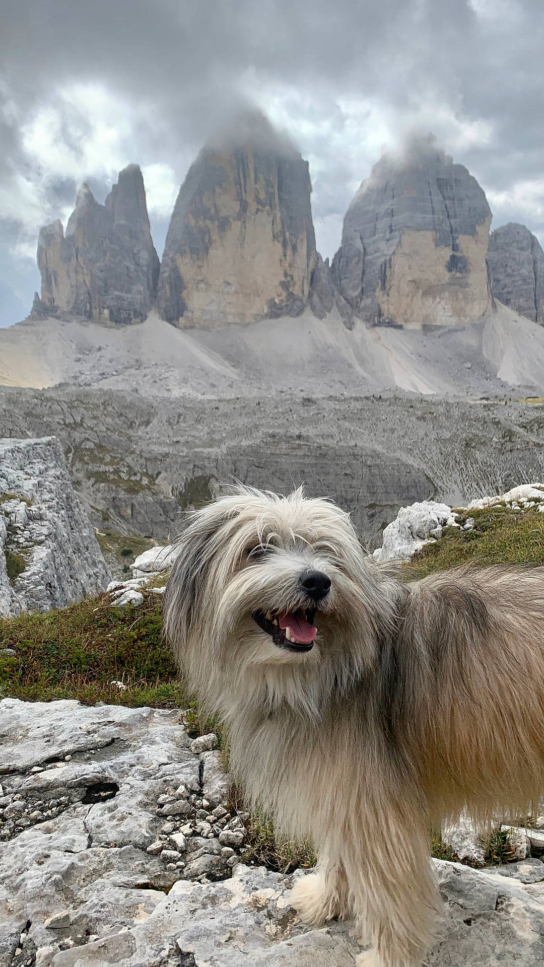 Mario a rejoint le concours — aidez-le/la à gagner de superbes lots ! adventure, animal, clouds, dog, fur, grass, happy_dog, landscape, mountain_peak, mountains, nature, outdoor, overcast, pet, rocks, rocky_terrain, scenic, smiling, travel, walking