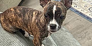 Zeus is registered to the contest to win money with this photo: dog, brindle, small_dog, pet, ears, cushion, indoor, living_room, carpet, wood_floor, furniture, curious, cute, animal, domestic_animal, canine, closeup, portrait, home, cozy