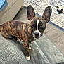 dog, brindle, small_dog, pet, ears, cushion, indoor, living_room, carpet, wood_floor, furniture, curious, cute, animal, domestic_animal, canine, closeup, portrait, home, cozy
