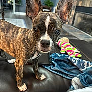 Zeus joined the competition — help win amazing prizes! dog, puppy, brindle, ears, living_room, couch, toy, blanket, pet, indoor, curious, small_dog, fur, animal, home, close_up, looking, brown, white_paws, floor