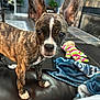 dog, puppy, brindle, ears, living_room, couch, toy, blanket, pet, indoor, curious, small_dog, fur, animal, home, close_up, looking, brown, white_paws, floor