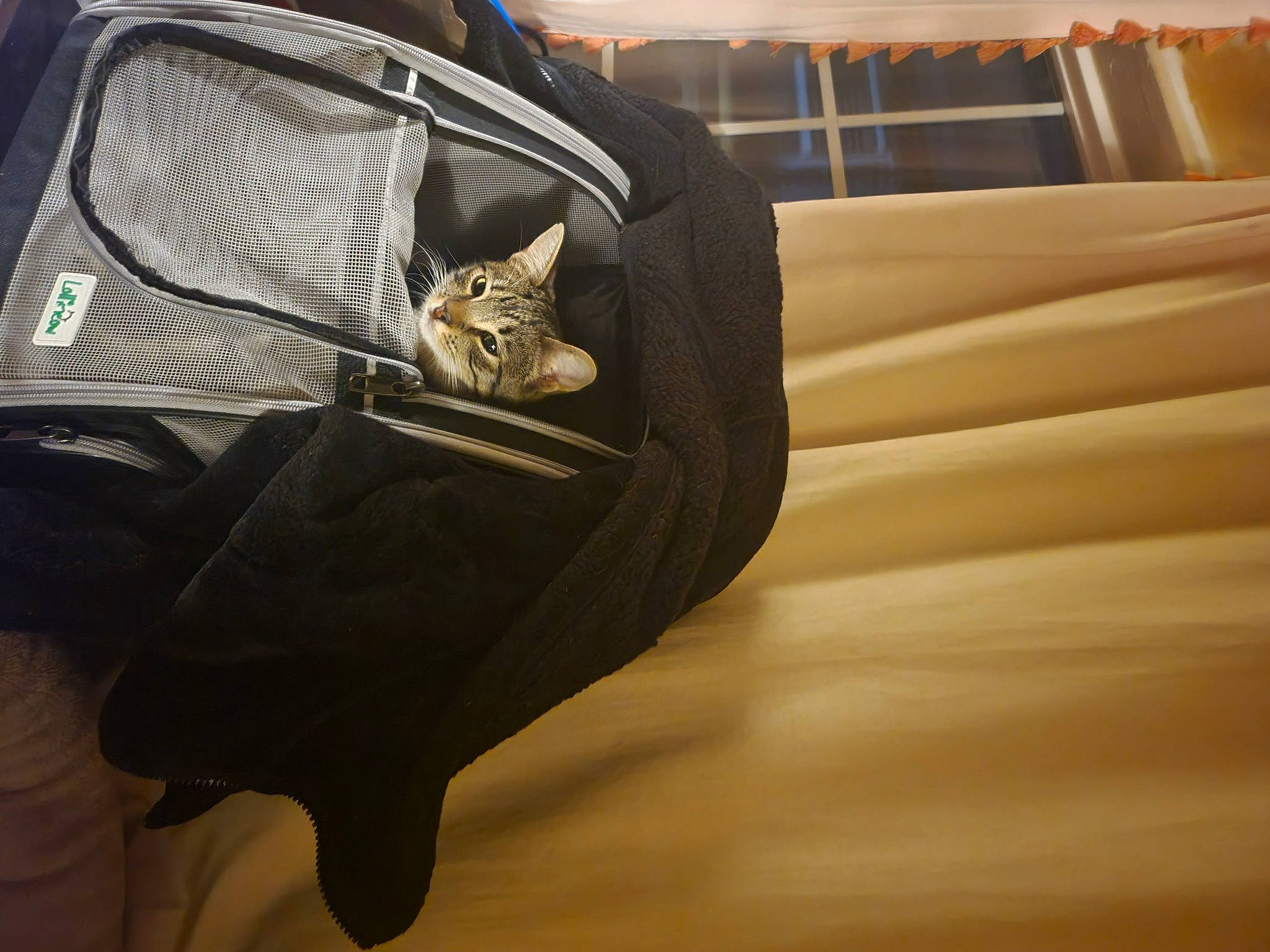 Momo joined the competition — help win amazing prizes! automotive_exterior, bag, carnivore, cat, comfort, domestic_short_haired_cat, eyewear, fashion_accessory, felidae, fur, hardwood, leather, luggage_and_bags, small_to_medium_sized_cats, snout, tail, tints_and_shades, vehicle_door, whiskers, wood