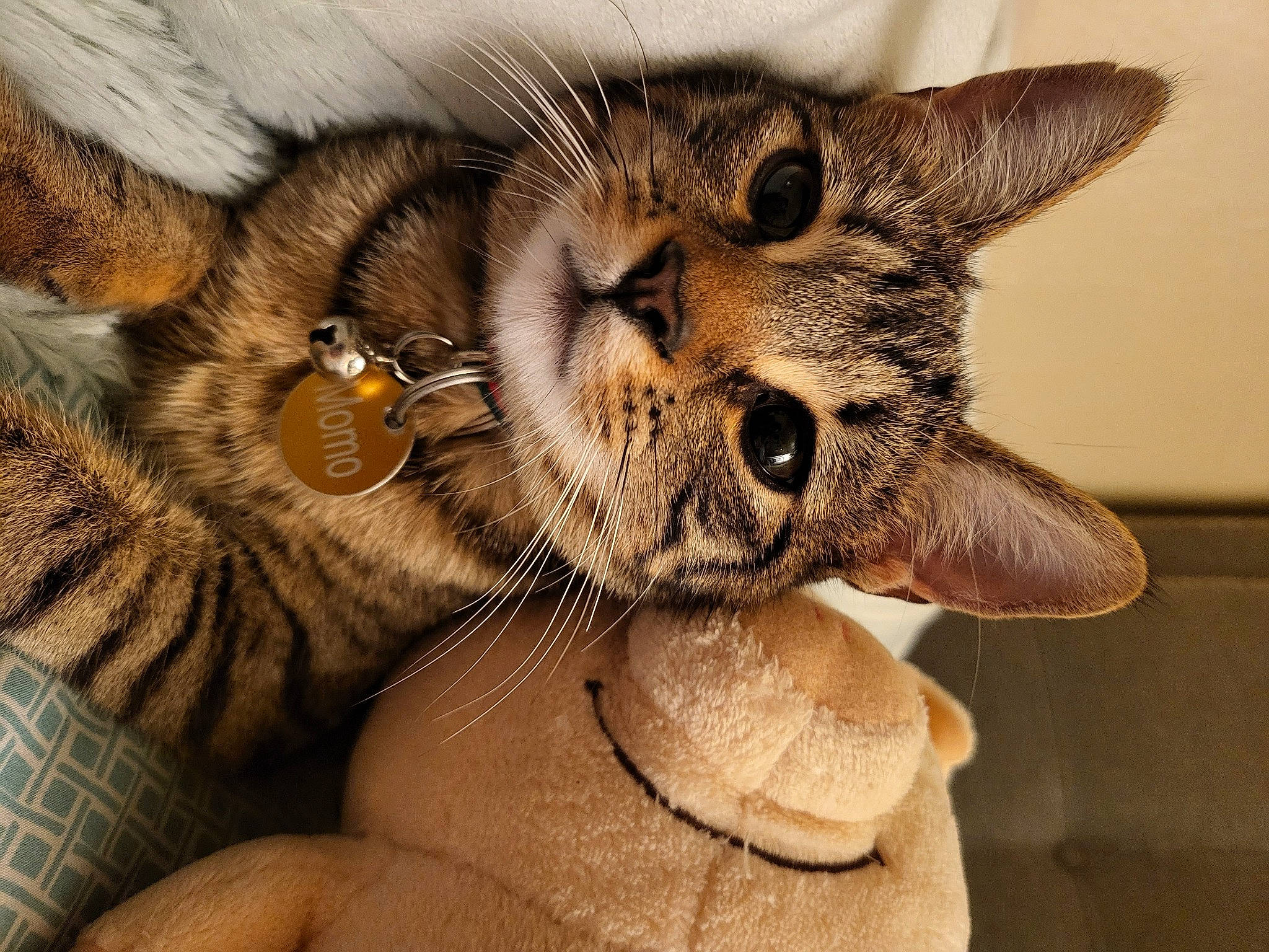 Momo joined the competition — help win amazing prizes! carnivore, cat, claw, close_up, domestic_short_haired_cat, ear, eye, fawn, felidae, fur, head, iris, nose, paw, small_to_medium_sized_cats, snout, tail, terrestrial_animal, whiskers, wildlife