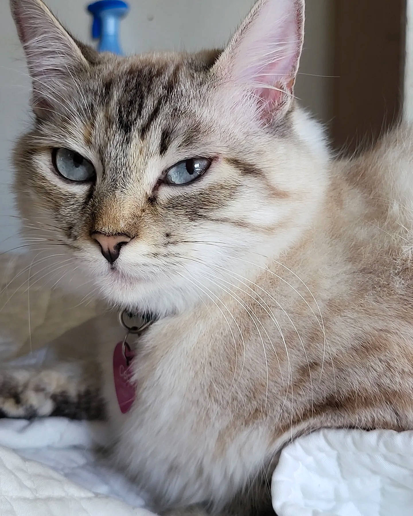 Cece is registered to the contest to win money with this photo: carnivore, cat, claw, domestic_short_haired_cat, door, fawn, felidae, fur, paw, photo_caption, small_to_medium_sized_cats, snout, terrestrial_animal, whiskers, wildlife, window