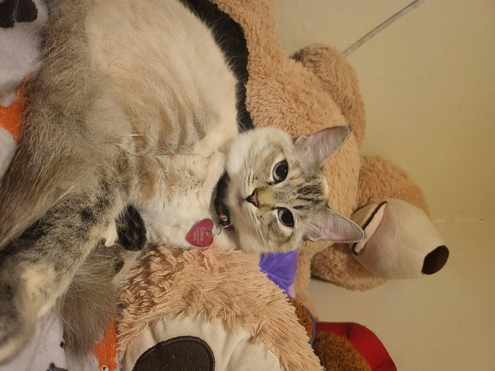 Cece joined the competition — help win amazing prizes! carnivore, cat, cat_bed, cat_supply, cat_toy, claw, collar, comfort, domestic_short_haired_cat, fawn, felidae, fur, mammal, nap, paw, small_to_medium_sized_cats, snout, tail, vertebrate, whiskers