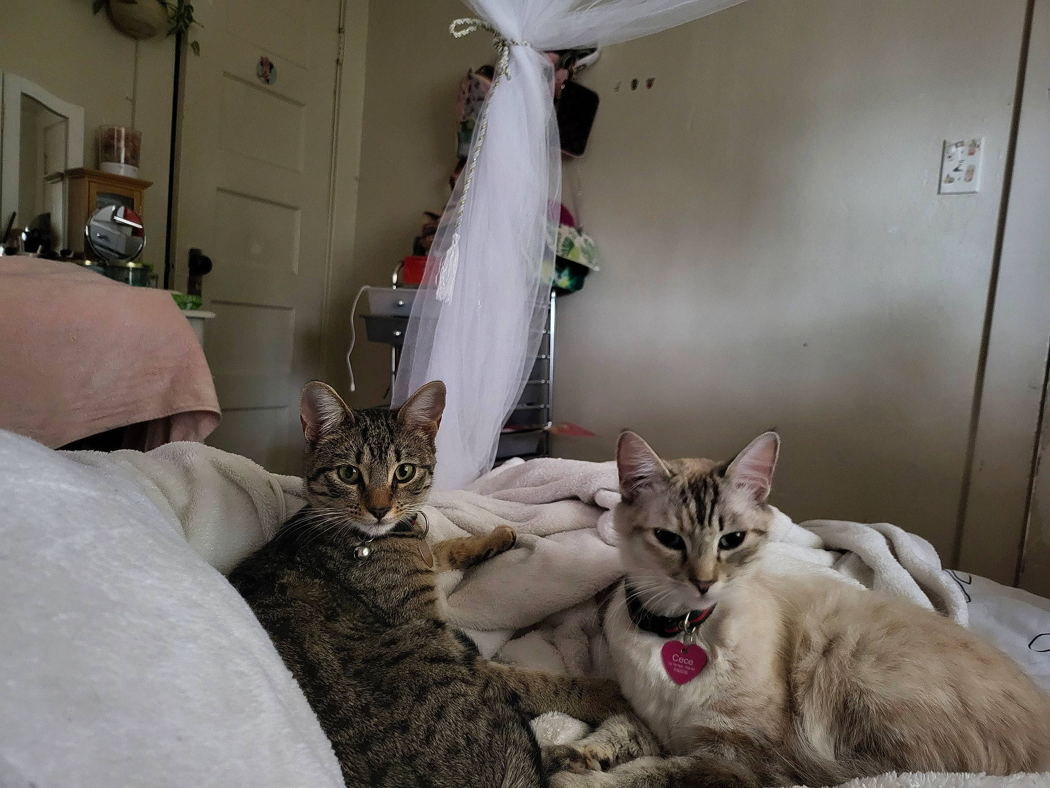 Cece is registered to the contest to win money with this photo: bed, bed_sheet, bedding, carnivore, cat, comfort, domestic_short_haired_cat, fang, fawn, felidae, fur, grey, houseplant, interior_design, linens, plant, room, small_to_medium_sized_cats, snout, whiskers