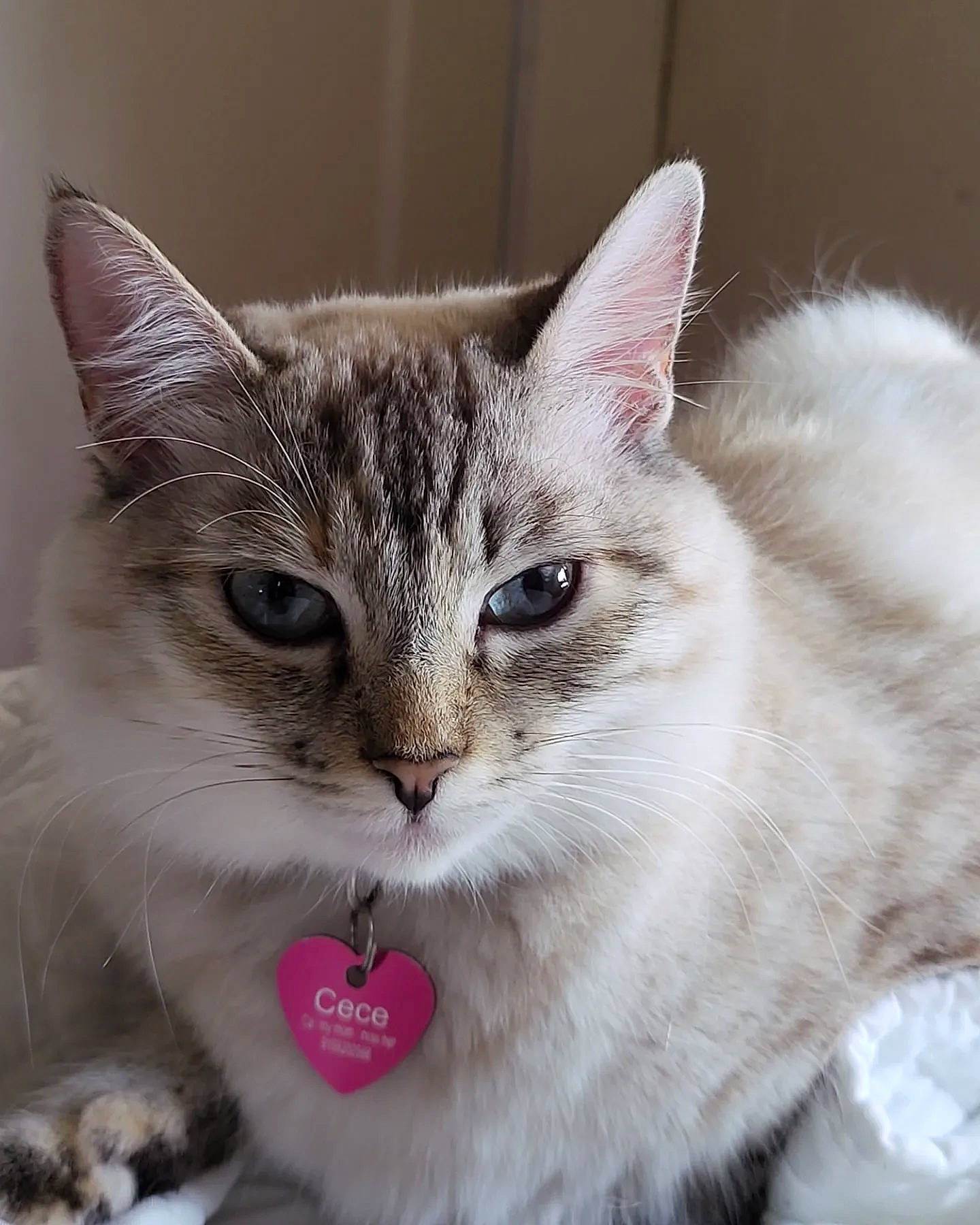 Cece is registered to the contest to win money with this photo: carnivore, cat, claw, collar, domestic_short_haired_cat, felidae, fur, iris, paw, photo_caption, small_to_medium_sized_cats, snout, terrestrial_animal, whiskers, window