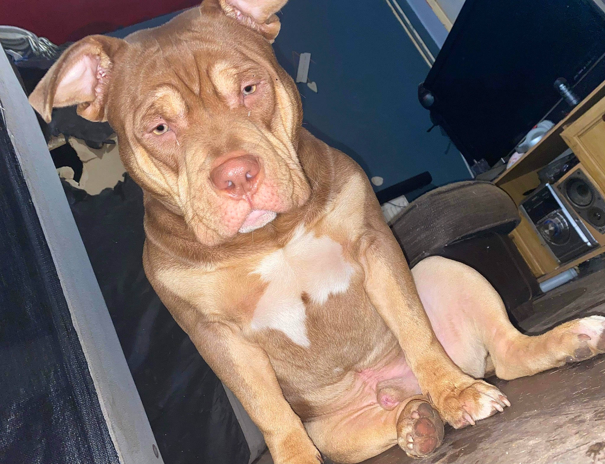 Bronson is registered to the contest to win money with this photo: canidae, carnivore, companion_dog, dog, dog_breed, fawn, flesh, fur, liver, non_sporting_group, snout, sporting_group, terrestrial_animal, working_animal, wrinkle