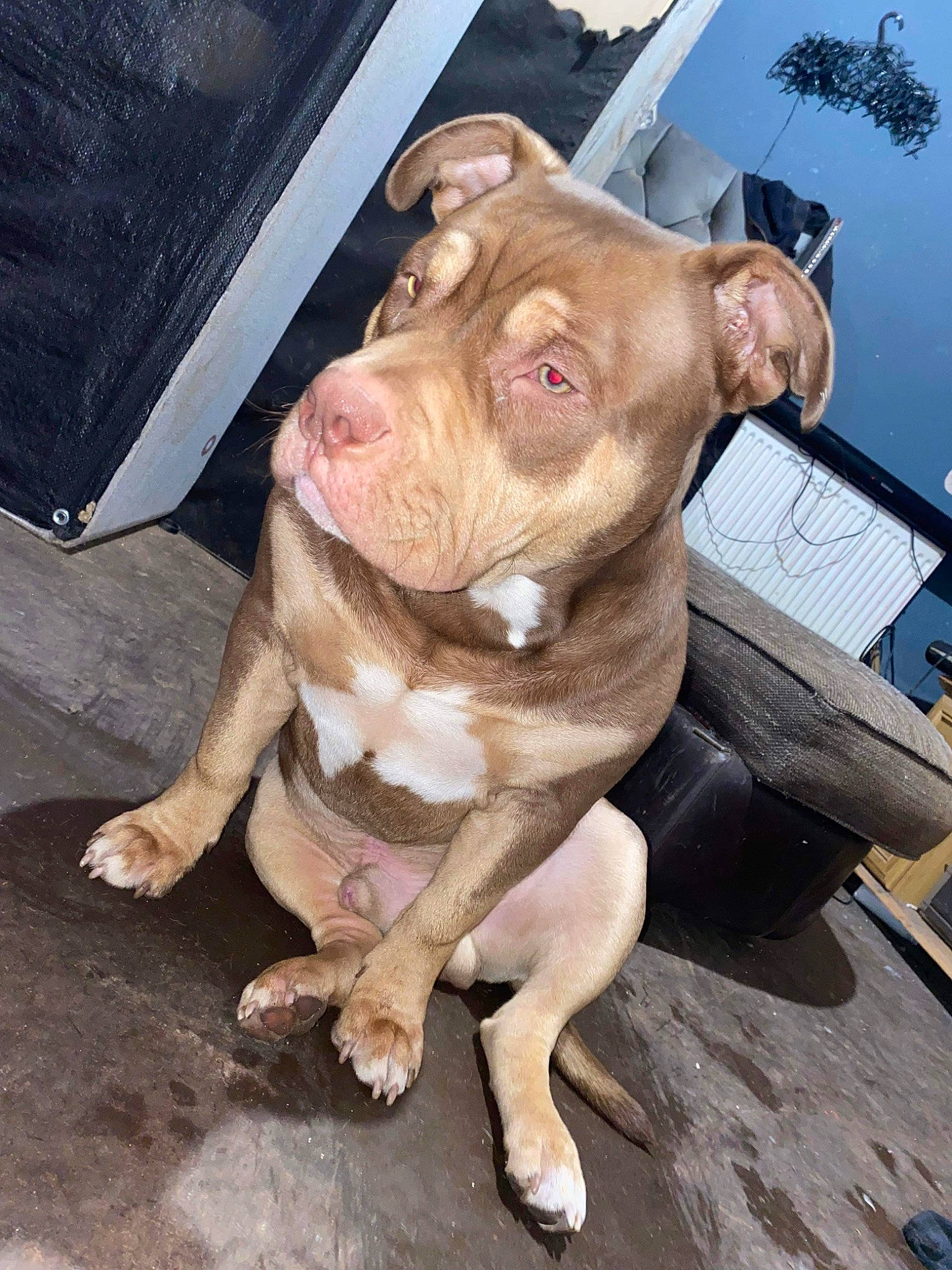 Bronson is registered to the contest to win money with this photo: companion_dog, dog, dog_breed, fawn, flesh, liver, non_sporting_group, snout, terrestrial_animal, working_animal, wrinkle