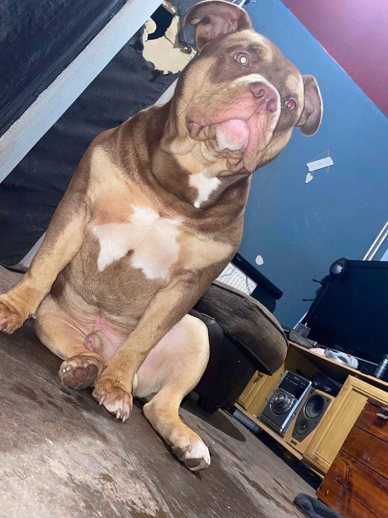 Bronson is registered to the contest to win money with this photo: carnivore, companion_dog, dog, dog_breed, fawn, flesh, flooring, foot, fur, human_leg, jaw, liver, metal, non_sporting_group, snout, sporting_group, tail, terrestrial_animal, wood, working_animal