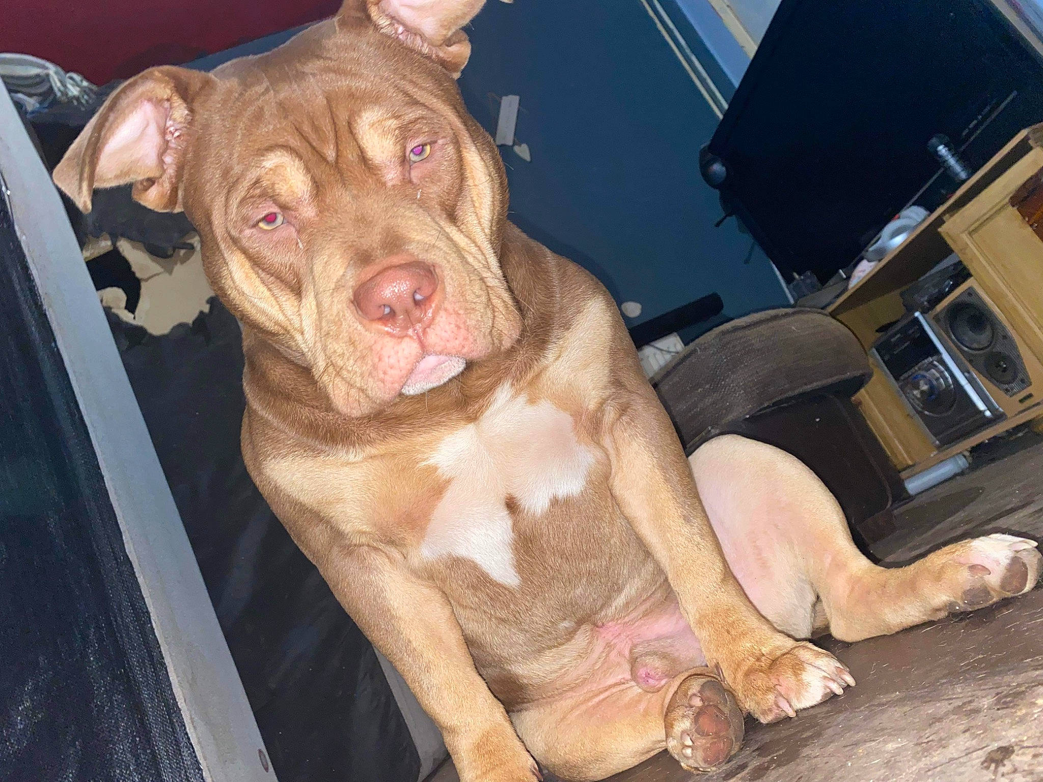 Bronson is registered to the contest to win money with this photo: canidae, carnivore, companion_dog, dog, dog_breed, fawn, flesh, foot, fur, liver, molosser, non_sporting_group, sporting_group, terrestrial_animal, working_animal, working_dog, wrinkle