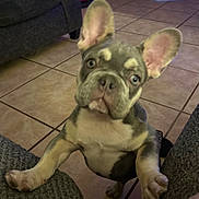 Smokey joined the competition — help win amazing prizes! french_bulldog, puppy, dog, pet, ears, couch, tile_floor, indoor, curious, canine, animal, paw, living_room, young_dog, cute, domestic_animal, companion, brown, white, short_hair