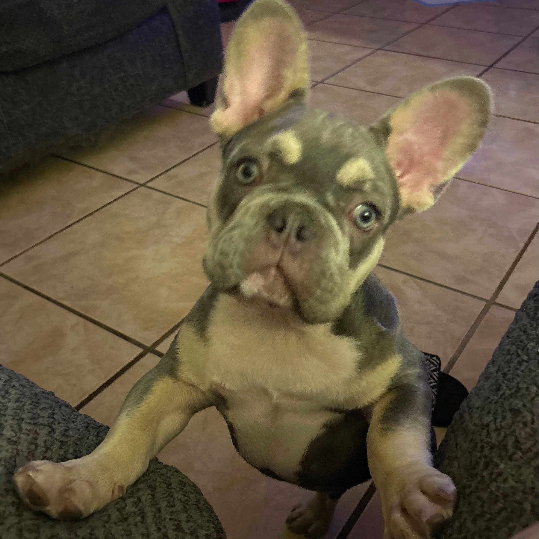 Smokey joined the competition — help win amazing prizes! animal, brown, canine, companion, couch, curious, cute, dog, domestic_animal, ears, french_bulldog, indoor, living_room, paw, pet, puppy, short_hair, tile_floor, white, young_dog