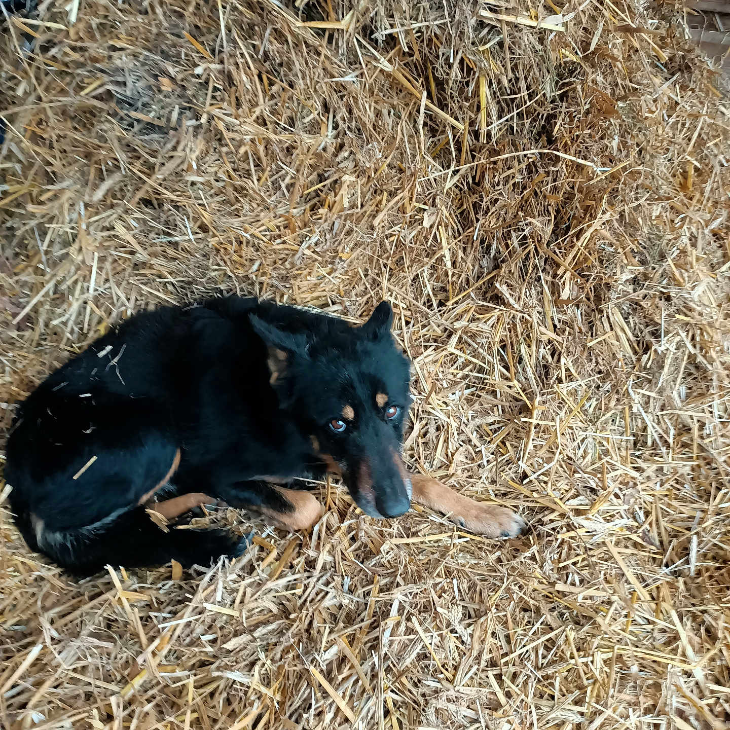 Jack participe au concours pour gagner de l'argent avec cette photo : animal, appenzeller, bull, calf, canine, cattle, countryside, cow, dog, field, grassland, hound, labradorretriever, livestock, nature, outdoors, pet, puppy, rural, straw