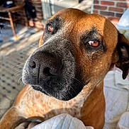 Alex joined the competition — help win amazing prizes! dog, close_up, brown_eyes, black_nose, indoor, quilted_blanket, brick_wall, sunlight, furniture, wooden_chair, pet, animal, canine, fur, snout, portrait, domestic_animal, cozy, relaxed, whiskers