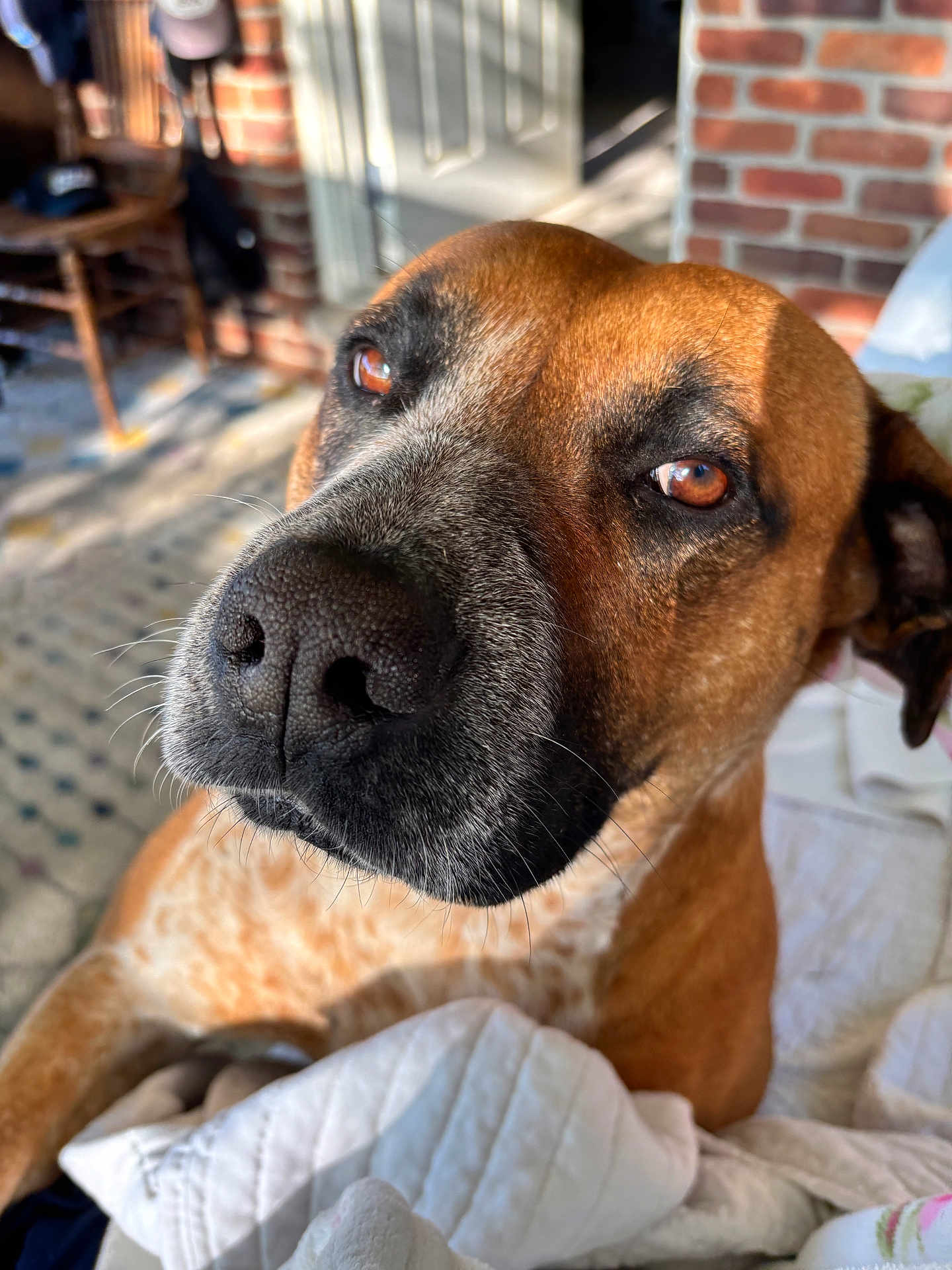 Alex joined the competition — help win amazing prizes! dog, close_up, brown_eyes, black_nose, indoor, quilted_blanket, brick_wall, sunlight, furniture, wooden_chair, pet, animal, canine, fur, snout, portrait, domestic_animal, cozy, relaxed, whiskers