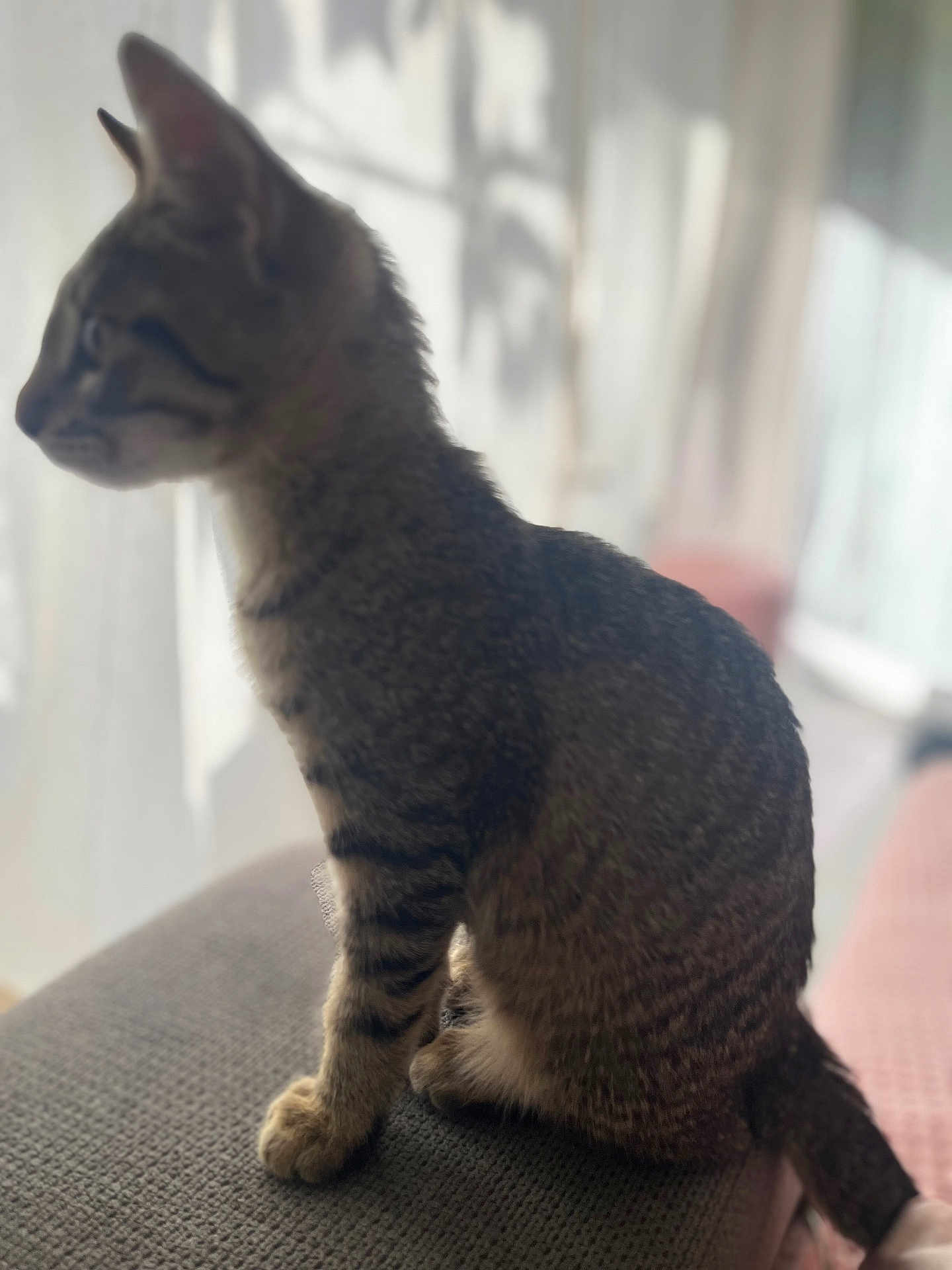Arya