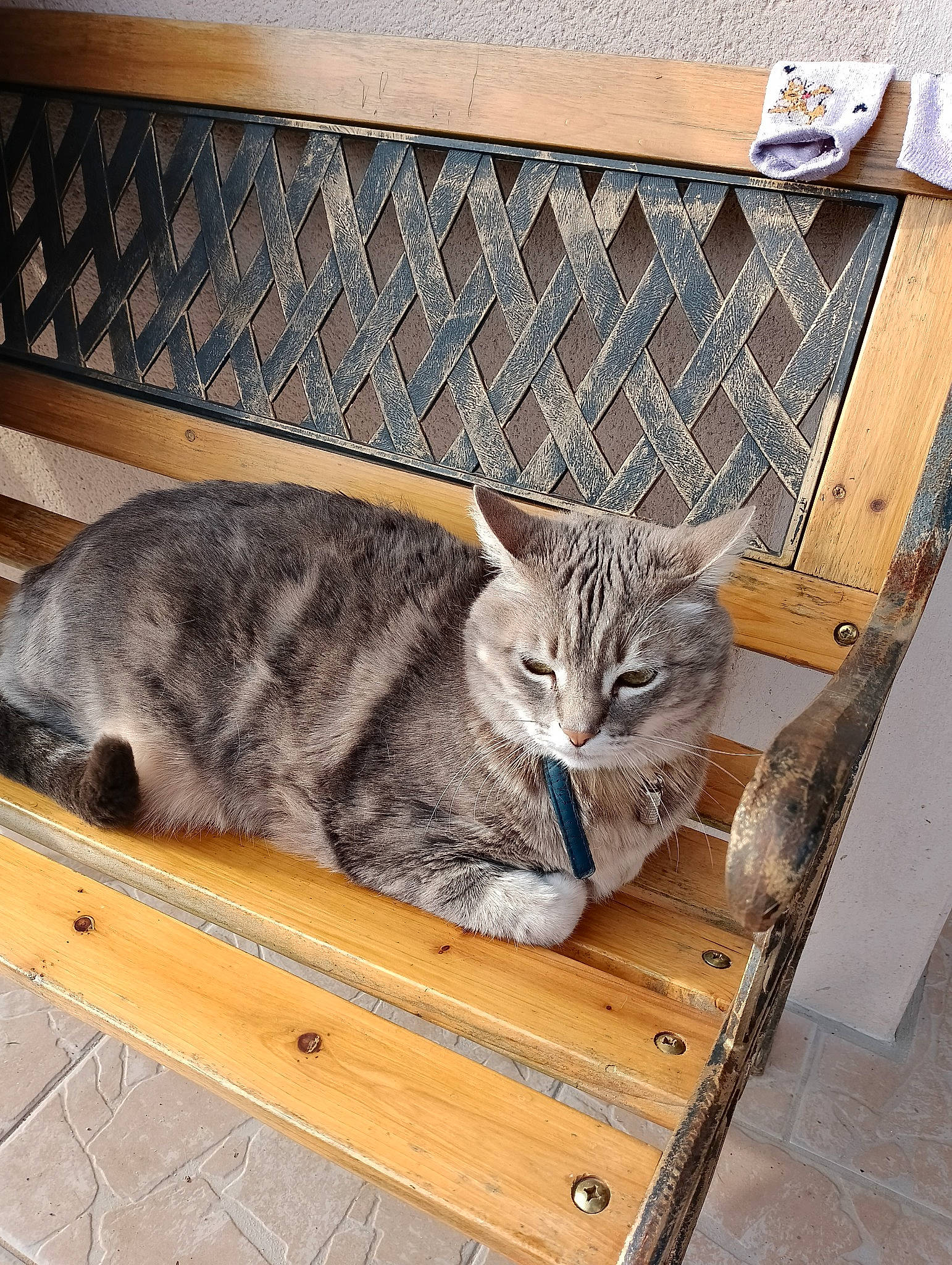 Rox participe au concours pour gagner de l'argent avec cette photo : animal_shelter, box, carnivore, cat, cat_supply, comfort, domestic_short_haired_cat, fawn, felidae, fur, hardwood, metal, nap, pet_supply, sitting, small_to_medium_sized_cats, snout, tail, whiskers, wood