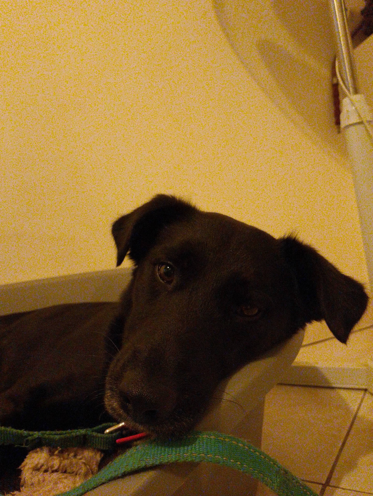 Blacky participe au concours pour gagner de l'argent avec cette photo : borador, carnivore, chair, collar, comfort, companion_dog, dog, dog_breed, dog_collar, fawn, flooring, fur, guard_dog, rampur_greyhound, sighthound, sporting_group, terrestrial_animal, whiskers, wood, working_animal