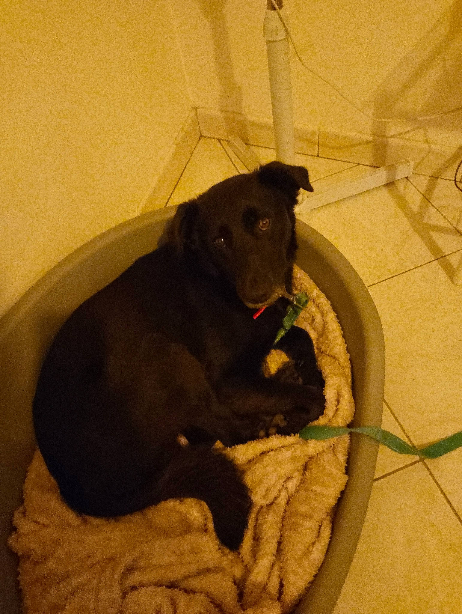 Blacky participe au concours pour gagner de l'argent avec cette photo : borador, canidae, carnivore, comfort, companion_dog, dog, dog_breed, fawn, flooring, fur, guard_dog, gun_dog, liver, pet_supply, retriever, snout, sporting_group, tail, terrestrial_animal, working_animal