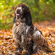 Vertige a rejoint le concours — aidez-le/la à gagner de superbes lots ! dog, autumn, leaves, forest, outdoor, nature, brown, white, fur, pet, animal, sitting, portrait, wet_fur, curious, friendly, background_blur, daylight, collar, canine