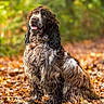 dog, autumn, leaves, forest, outdoor, nature, brown, white, fur, pet, animal, sitting, portrait, wet_fur, curious, friendly, background_blur, daylight, collar, canine