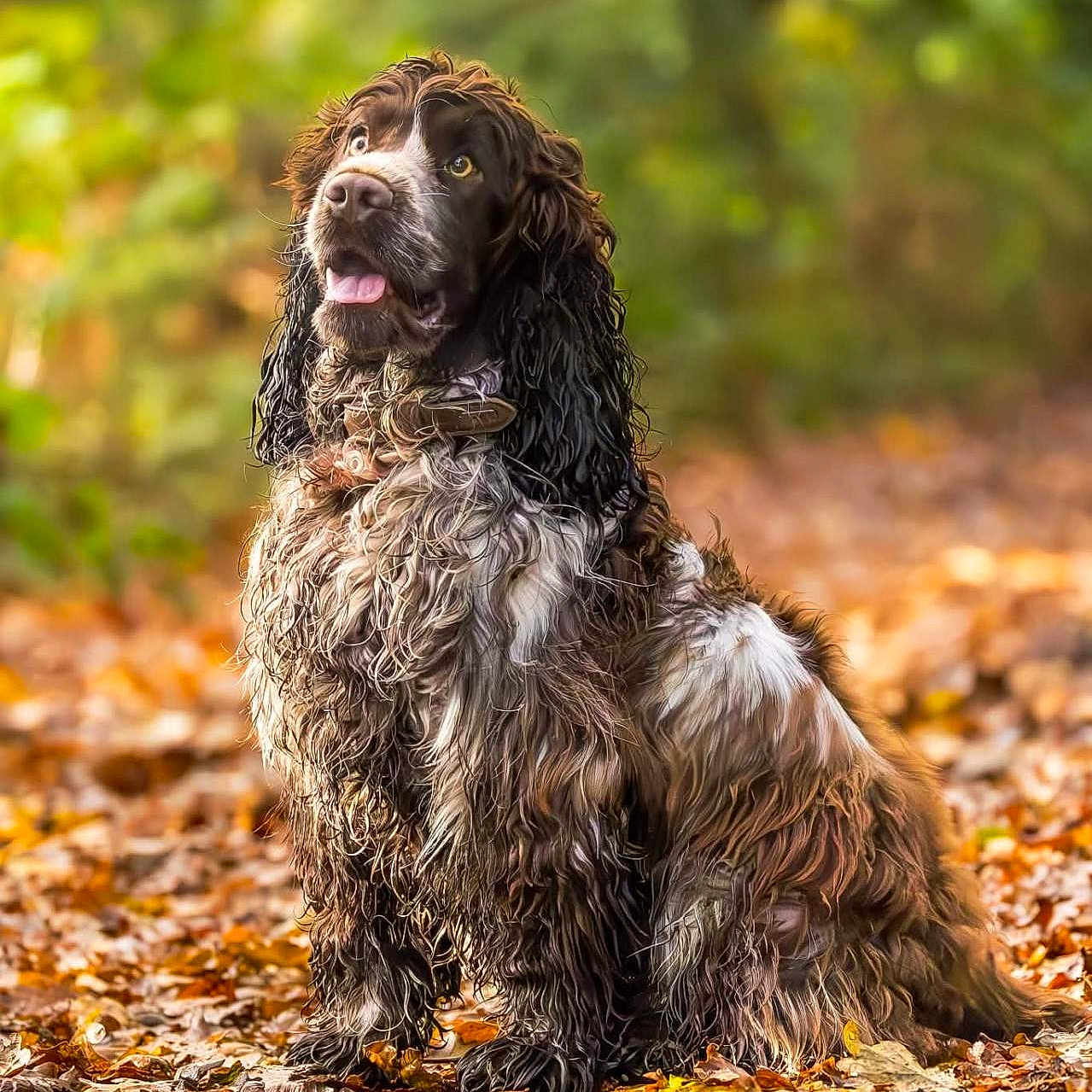 Vertige a rejoint le concours — aidez-le/la à gagner de superbes lots ! dog, autumn, leaves, forest, outdoor, nature, brown, white, fur, pet, animal, sitting, portrait, wet_fur, curious, friendly, background_blur, daylight, collar, canine